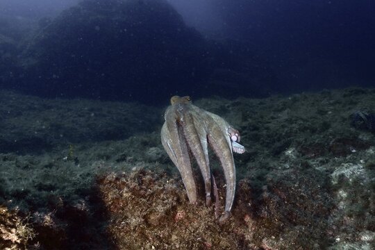 Octopus, Common Octopus (Octopus vulgaris), swimming over the seabed and rocks with its tentacles outstretched, dive site: Cap de Creus Marine Reserve, Rosas, Costa Brava, Spain, Mediterranean Sea