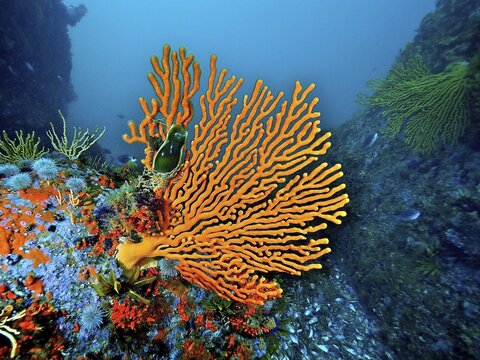 Sinus sea fan (Eunicella tricoronata), an endemic soft coral, with egg capsule of catshark, False Bay, Cape of Good Hope, Cape Town, South Africa