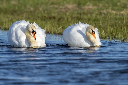 A mute swan (Cygnus olor) swimming, D&uuml;mmer, Lembruch, Lower Saxony, Germany