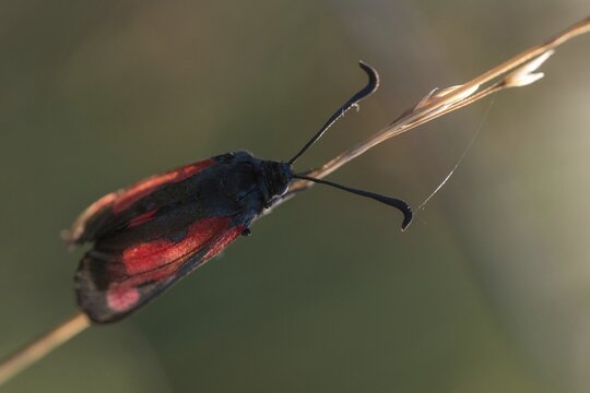 Thyme ram, transparent burnet, zygaena purpuralis, blood droplets, butterfly, high size, portrait format, insects, moths, moths, moths, moths, butterfly, ram