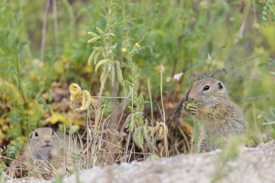 A young European ground squirrel (Spermophilus citellus) eats seats, leaves and flowers in a green meadow with tall vegetation on a cloudy day. Austria