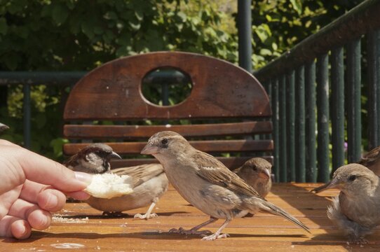 House Sparrow, Passer Domesticus, Sparrow, Birds, Feeding, Passeri, Songbirds, Sparrow, Sparrow, Sparrow, Sparrow, Sparrow, Sparrow, Birds