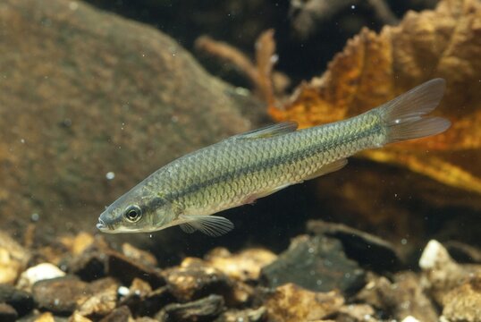 Blue ribbon bear, pseudorasbora parva, stone moroco, stone moroko, fish, fish, pisces, topmouth gudgeon