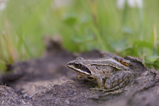Manure heap, poop, cow dung, cow patties, moor frog, moor frog, rana arvalis, amphibians, amphibians, dung, frog, frog, frogs, young animal, juvenile, droppings, amphibians, dung, dung heap
