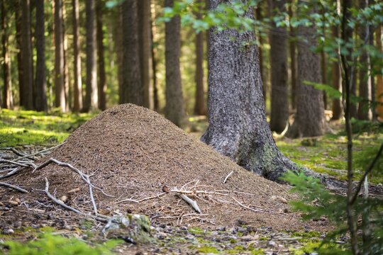 Ants, ant, Formica spec., Formicidae, hymenoptera, forest ant, anthill, insects, insects