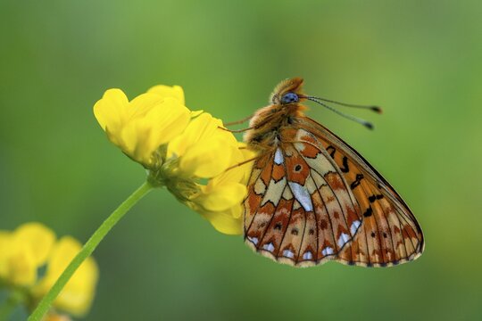 Boloria euphrosyne, clossiana euphrosyne, spring mother-of-pearl butterfly, pearl-bordered fritillary, silverspot pearl butterfly, butterfly, insects, butterfly, butterflies, butterflies, butterflies