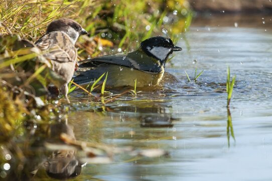 Great tit, great tit, parus major, bath, bird bath, birds, tit, passeri, songbirds, songbirds, tits, potions, birdbath, birds, watering place