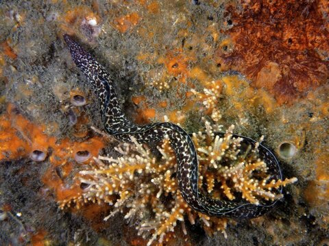 Spotted moray (Gymnothorax moringa), dive site Blue Heron Bridge, Phil Foster Park, Riviera Beach, Florida, USA