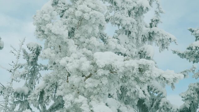 Close-up of a pine tree laden with heavy snow against a vivid blue winter sky