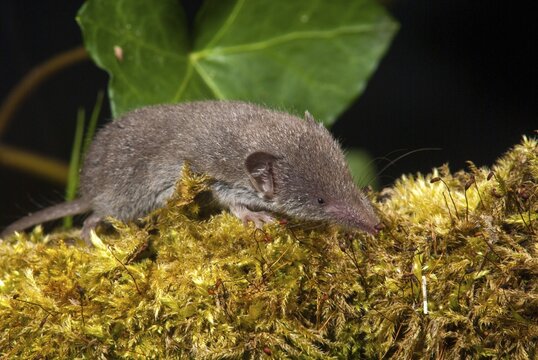 Crocidura Russula, Greater White-Toothed Shrew, House Shrew, Insectivora, Insectivora, Adolescent, Juvenile, Mammals, Shrew, Mammals