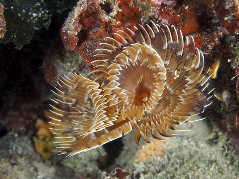 Spiral-shaped feather worm, screw sabella (Sabella spallanzanii), unfurling amongst corals, Muzil dive site, Stoja, Pula, Croatia, Mediterranean Sea