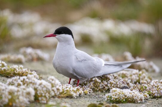 Arctic tern, arctic tern, Norway, sterna paradisaea, varanger, birds, charadriiformes, limikolen, terns, sternidae, tern, birds