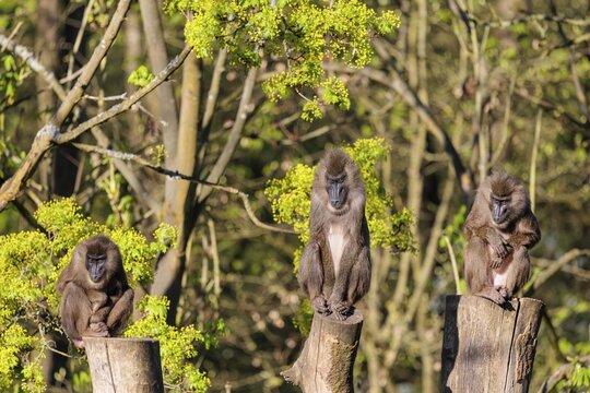 Three Drills (Mandrillus leucophaeus) sit high up on the three stumps of a cut tree and enjoy the early sunlight. A green forest can be seen in the background