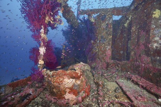A shipwreck with corals, violescent sea-whips (Paramuricea clavata) and fish, including the Mediterranean anthias (Anthias anthias), reveals the rusty structure underwater at the Le Grec wreck dive site, Hy&egrave;res, Giens Peninsula, Mediterranean Sea, Provence-Alpes-C&ocirc;te d'Azur, France