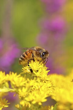 European honeybee (Apis mellifera) collecting nectar from a goldenrod (Solidago) flower, Wilnsdorf, North Rhine-Westphalia, Germany
