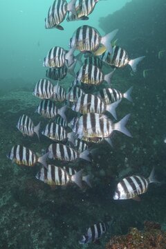 Group of zebra sea bream (Diplodus cervinus hottentotus), Aliwal Shoal dive site, Umkomaas, KwaZulu Natal, South Africa