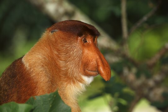 Proboscis Monkey (Nasalis larvatus), male in the rainforest, Bako National Park, Sarawak, Borneo, Malaysia