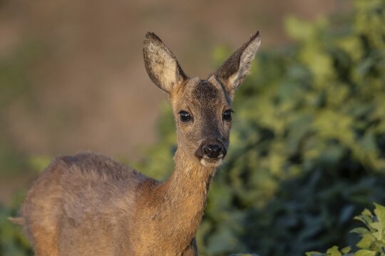 Roe deer (Capreolus capreolus), Emsland, Lower Saxony, Germany