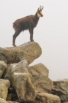 An adult male chamois (Rupicapra rupicapra) stands on a rock in dense fog at sunrise, illuminated by a weak, solitary ray of sunlight