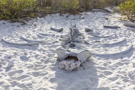 Whale skeleton, Gardner Bay beach, Isla Espa&ntilde;ola, Galapagos, Ecuador