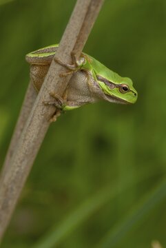 Eastern tree frog, hyla orientalis, tree frog, amphibians, amphibians, Bulgaria, frog, frog, high size, portrait format, amphibians, eastern tree frog