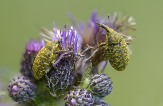 Thistle weevil, larinus cf sturnus, larinus sturnus, weevil, beetle, coleoptera, insects, beetles