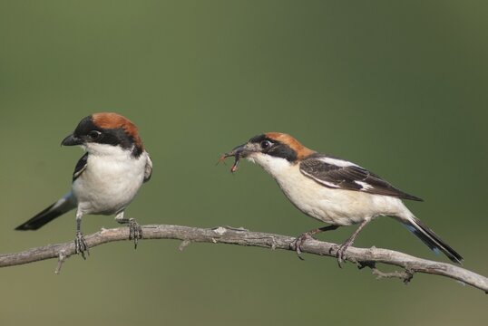 Lanius senator, red-headed shrike, woodchat shrike, birds, Bulgaria, female, male, passeri, songbirds, songbirds, birds, female, shrike