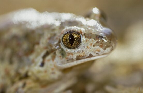 Common spadefoot, garlic toad, pelobates fuscus, amphibians, amphibians, amphibians, amphibians