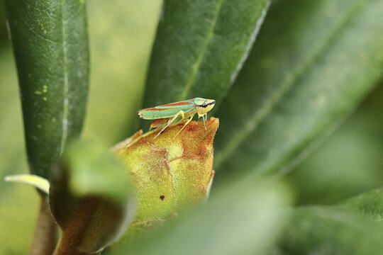 Rhododendron (Rhododendron) leafhopper (Graphocephala fennahi) sitting on flower bud of a rhododendron, Wilden, North Rhine-Westphalia, Germany