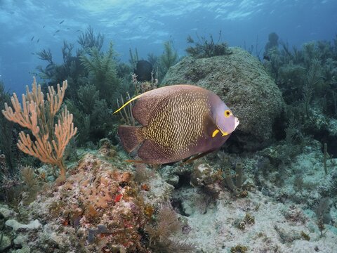 French angelfish (Pomacanthus paru) in typical Caribbean reef landscape, dive site John Pennekamp Coral Reef State Park, Key Largo, Florida Keys, Florida, USA