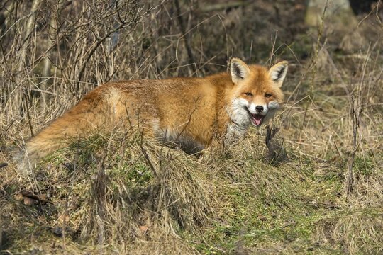 Carnivora, predators, red fox, vulpes vulpes, fox, mammals, raptors, mammals, mammals