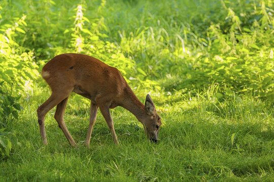 A roe deer (Capreolus capreolus) grazes next to a nettle bush on a sunny morning. Bavaria, Germany