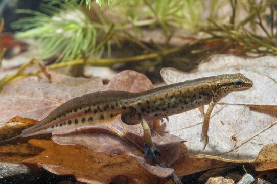 Threaded newt, Lissotriton helveticus, palmate newt, Triturus helveticus, amphibians, amphibians, caudata, amphibians, males, newts, newts, tailed amphibians, water newts