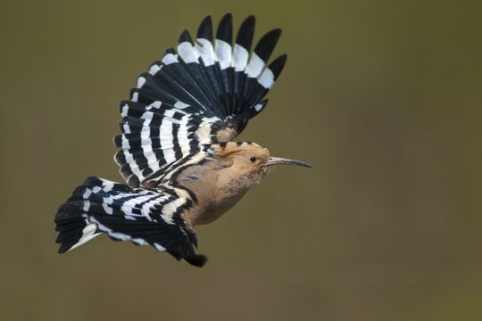 Hoopoe, upupa epops, hoopoe, birds, Extremadura, flying, flight, Spain, upupidae, birds
