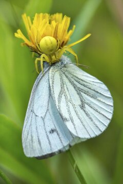 Arachnida, green-veined white, green vein whitling, misumena vatia, pieris napi, rapeseed whitling, arachnids, variable crab spider, arthropod, prey, butterfly, capture, flower spider, arthropods, goldenrod crab spider, high size, portrait format, hunting, insects, hunting, crab spider, butterfly, spiders, spiders, spiders, spiders, spiders, spiders, spiders, butterflies
