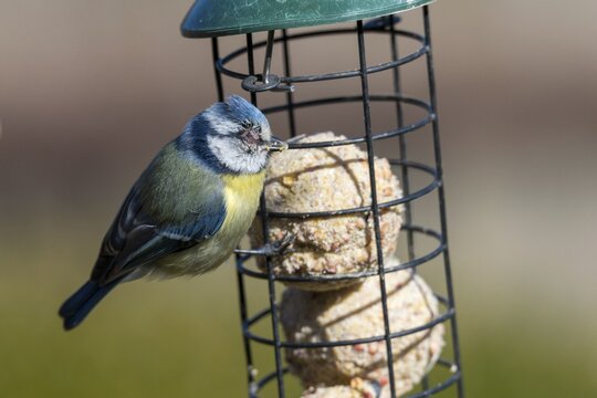Blue tit, parus caeruleus, birds, sick, tit, passeri, songbirds, songbirds, tits, injured, injury, birds