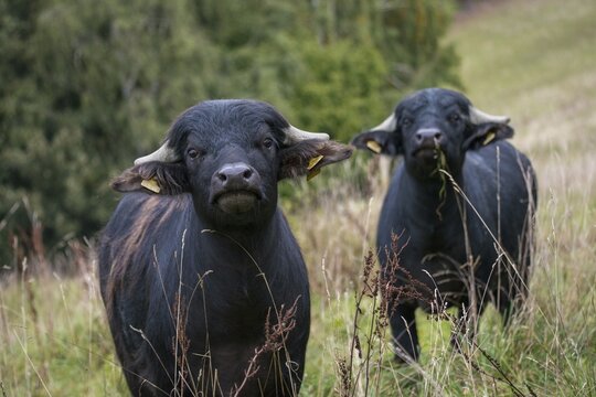 Artiodactyla, Bubalus arnee, even-toed ungulate, cloven-hoofed, water buffalo, domesticated animals, pet, mammals, mammals