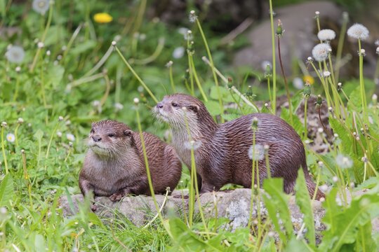 On a sunny day, two oriental small-clawed otter (Aonyx cinerea) are resting in a flowering meadow by the riverbank. India to Southeast Asia, islands of Sumatra, Java, Borneo and Palawan