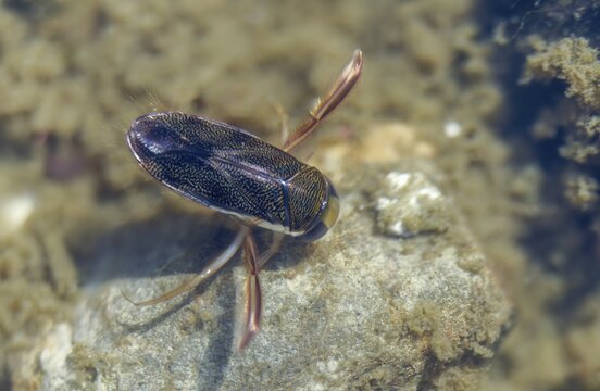 Corix punctata, dotted oar bug, rowing bug, insects, lesser water boatman, lesser waterboatman