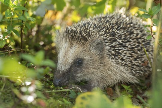 Erinaceus europaeus, hedgehog, insectivora, insectivora, insectivora, adolescent, juvenile, mammals, prickly, mammals, defensive