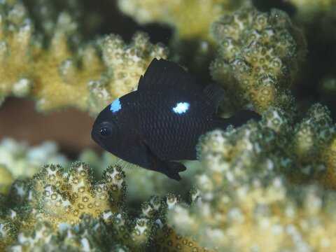 A black fish with white spots, the three-spot Prussian fish (Dascyllus trimaculatus), swimming amongst the corals at the Spice Reef dive site, Penyapangan, Bali, Indonesia