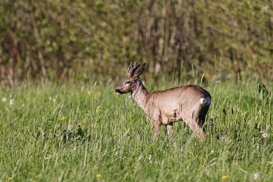 European roe deer (Capreolus capreolus), roebuck with bast horns standing on a meadow in the evening light, Wedel, Schleswig-Holstein, Germany