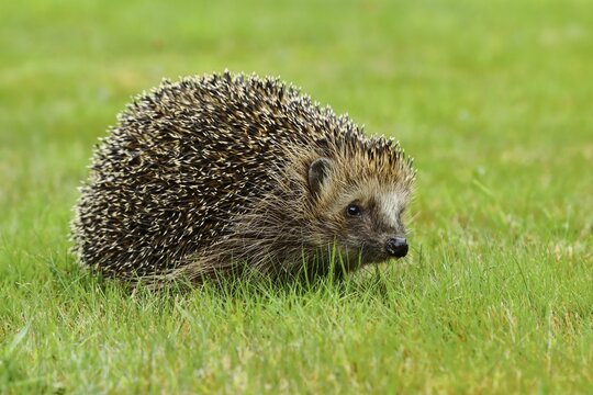 European hedgehog (Erinaceus europaeus), in a meadow, North Rhine-Westphalia, Germany