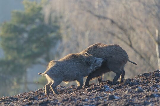 Two young wild boars (Sus scrofa) wrestle with each other in the backlight of the sun in a clearing. Bavaria, Germany