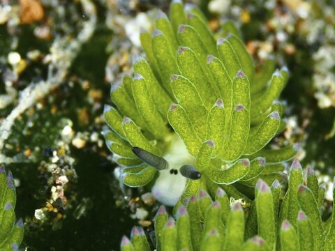 Small green nudibranch, the &lsquo;Shaun the Sheep' nudibranch (Costasiella kuroshimae), on the seabed. The nudibranch is also known as &lsquo;Shaun the Sheep'. Marine nudibranch with kleptoplastids. The chloroplasts, which have been taken up from the green alga Avrainvillea lacerata and stored within its own body, are clearly visible. Body length approx. 3 mm. Dive site: Puri Jati, Umeanyar, Bali, Indonesia