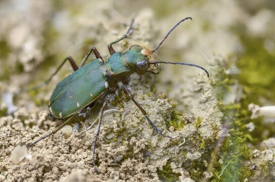 Acari, arachnida, carabidae, cicindela campestris, field sandground beetle, field sandstrider, mite, sandground beetle, arachnids, arthropods, coleoptera, arthropods, green tiger beetle, insects, beetles, ground beetles