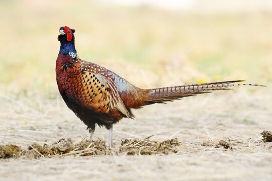 Pheasant or common pheasant (Phasianus colchicus), cock, North Rhine-Westphalia, Germany