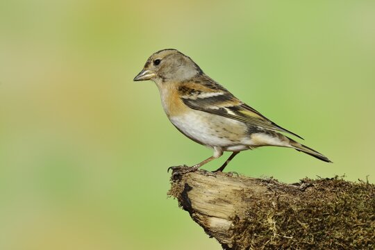 Brambling (Fringilla montifringilla), female, sitting on dead wood, Wilden, Siegerland, North Rhine-Westphalia, Germany