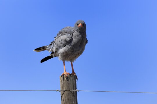 Silver-singing hawk (Melierax canorus), Great Singing Hawk, adult, perched, alert, Little Karoo, Western Cape, South Africa