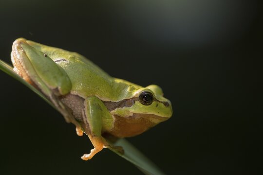 European tree frog, hyla arborea, tree frog, amphibians, amphibians, amphibians